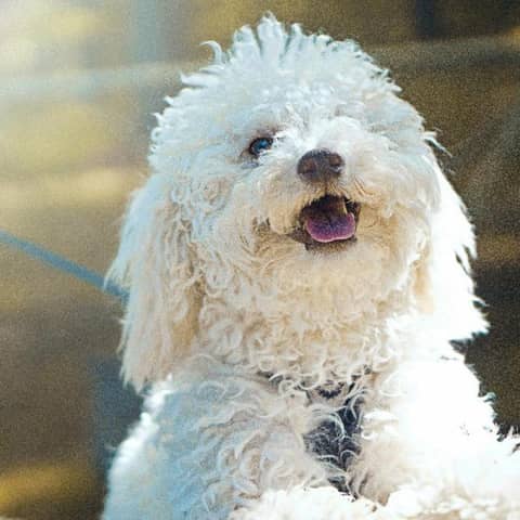 【ペット婚】大切な家族と一緒に叶えるウェディングセレモニー