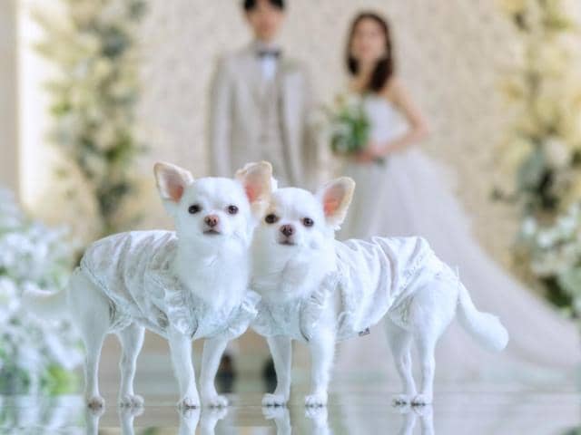 アールベルアンジェMie|三重県津市の結婚式場