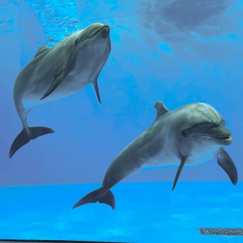 うみがたり水族館◆ウェディングフォトプラン