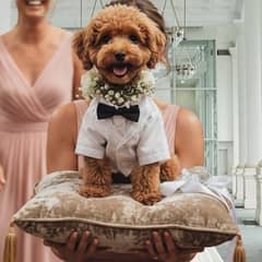 【愛犬と一緒に！！フォトウエディングプラン】