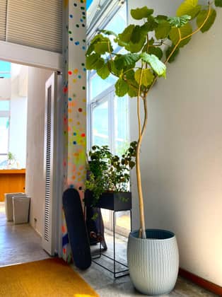 Restaurant Sola｜レストランソラ